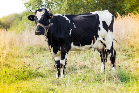 放牧草地国内的阳光明媚秋天黑白母牛站在田野中图片