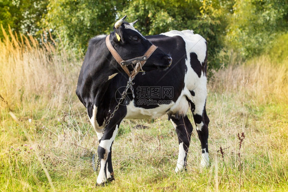 场地白色的阳光明媚秋天黑白牛在田野里农场图片