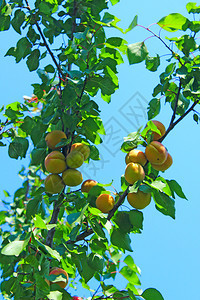 种植园杏子挂在树上成熟果实的收获挂在树上枝挂着新鲜的杏子夏季收获户外分支图片