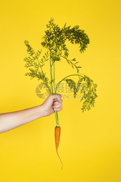 市场一只女手上的新鲜胡萝卜孤立在黄色背景上有机农作和健康饮食在黄色背景上隔离在女手中的新鲜胡萝卜一种横幅图片