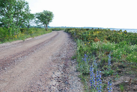 农村缠绕开花在瑞典群岛奥兰海岸边的美丽乡村公路上图片
