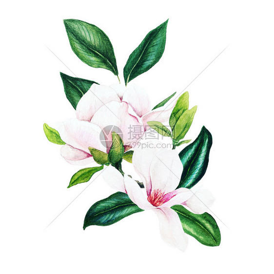 绘画浪漫的问候Magnolia和叶子亮水彩花束手画插图图片