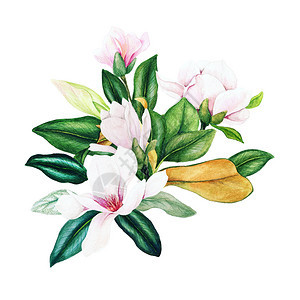 植物向量Magnolia和叶子亮水彩花束手画插图季节图片