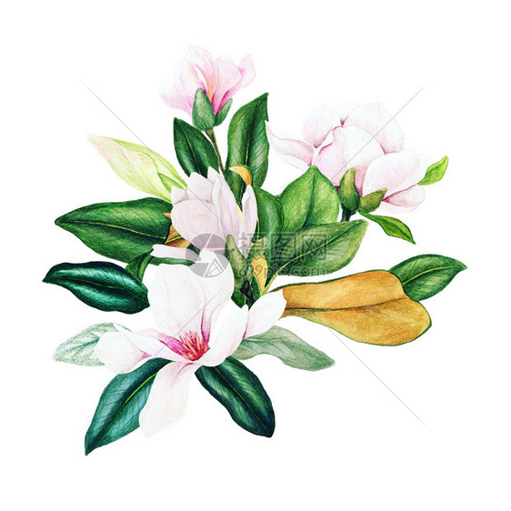 植物向量Magnolia和叶子亮水彩花束手画插图季节图片