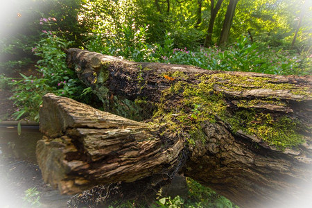 自然飓风落在曼彻斯特希顿公园林地上的堕落树木景观图片