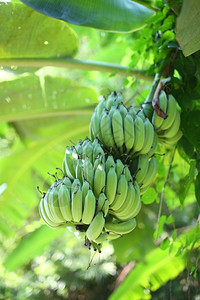 热带丛林中的香蕉树黄色新鲜组织图片