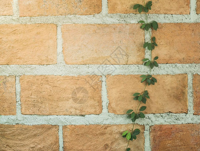 砖泥墙背景与攀爬绿色常春藤虚拟墙建造黏土筑学图片