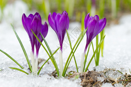 雪上美丽的紫罗兰环境冬天阳光图片