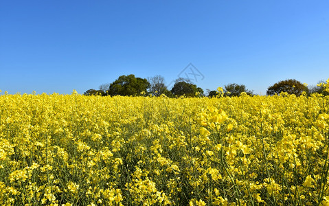 油菜花田地风光图片