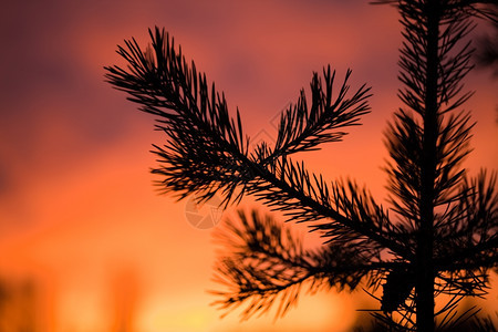 红色的夏天日落背景下的松树分支Pine分支自然图片