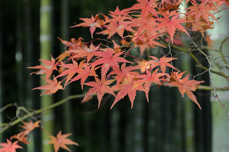 户外门14日本有竹树背景的秋红山林叶森图片