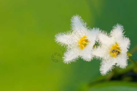 花朵生长图片