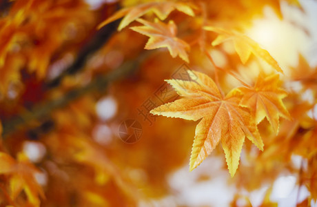 阳光下的秋叶图片