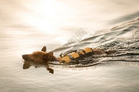 宠物狗在水中游泳图片