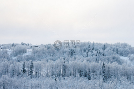 自然霜俄罗斯北部Arkhangelsk地区MalyeKorely村附近雪林高处的冬季乡村风景冷杉图片