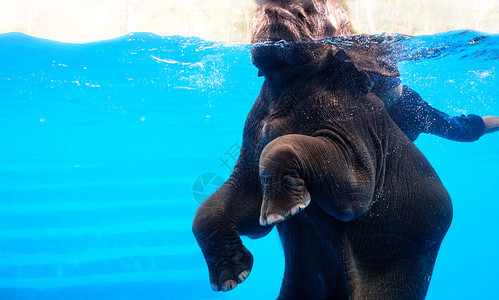 大象展示游泳吹出泰国水下树干泡的气生活幸福洗澡图片