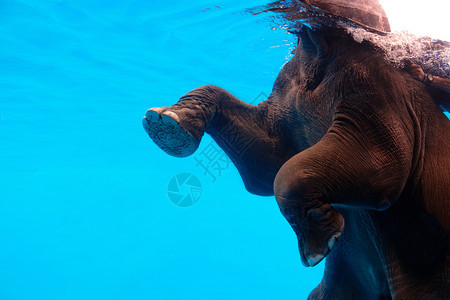 大象展示游泳吹出泰国水下树干泡的气亚洲户外海图片