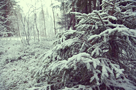 季节冬景点采雪林的树枝分支机构领域图片