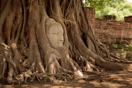 泰国Ayutthaya泰国马哈特Wat的树根中砂石佛之首历史古老的暹图片