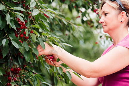 花园叶子浆果从树上摘樱桃莓的妇女背景图片