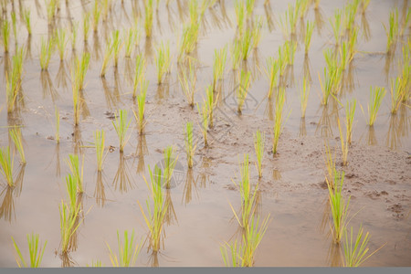 白饭种植水稻的农民作物场地泰国图片