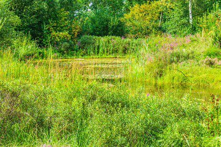 户外门14充满活力的绿色多彩水湖森林景观沼泽图片