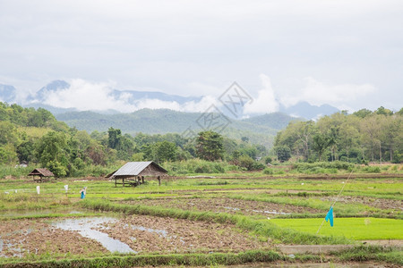 场地靠近山田A小屋的农用大米耕地种植区稻田乡村的亚洲图片