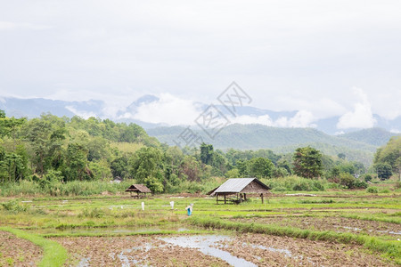 白饭古老的靠近山田A小屋的农用大米耕地种植区稻田景观图片