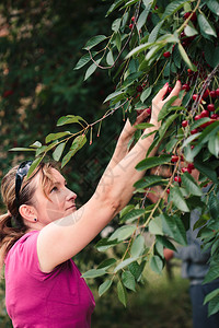 女士维他命夏天从树上摘樱桃莓的妇女背景图片