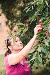 维他命从树上摘樱桃莓的妇女夏令叶子图片
