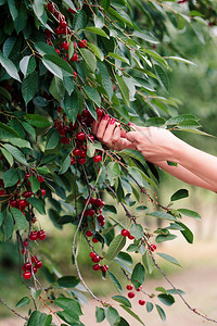 浆果从树上摘樱桃莓的妇女真实收成图片