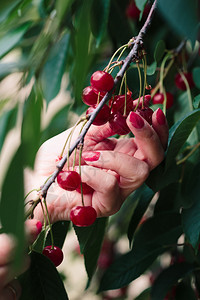 女士夏令叶子从树上摘樱桃莓的妇女图片