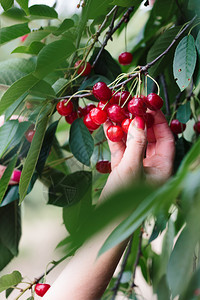 从树上摘樱桃莓的妇女农业收获绿色图片