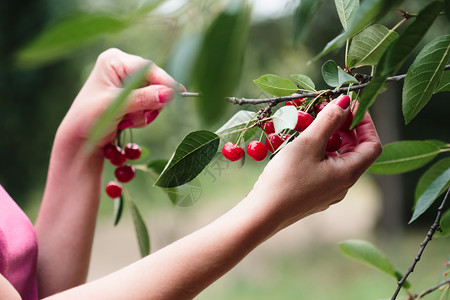 夏令食物从树上摘樱桃莓的妇女收获背景图片