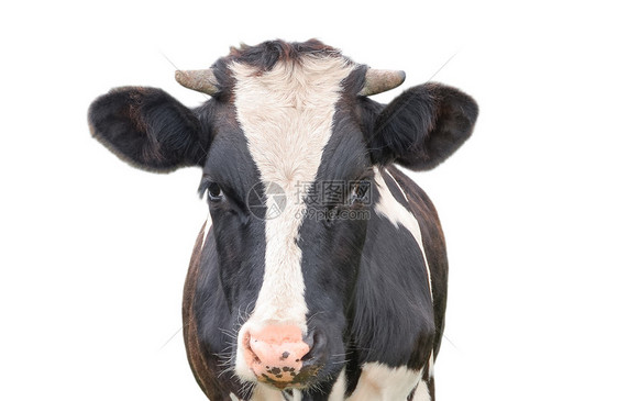 自然目的可爱奶牛被孤立在白言语黑母牛和色上大木兹勒紧闭着有趣的奇特怪异牛农场动物哺乳图片