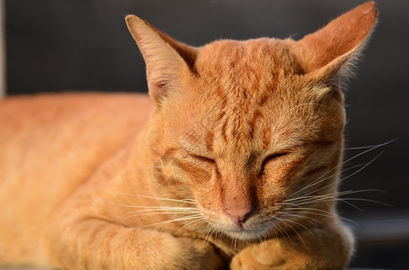 复制虎斑猫黄说谎图片