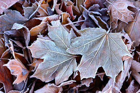 森林寒冷的花园公落叶上第一个秋天的霜图片