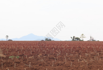 农民蓝色天空的木薯种植园乡村的农图片