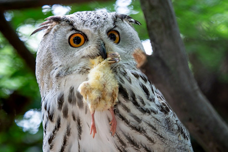 欧亚鹰西伯利亚猫头鹰背景