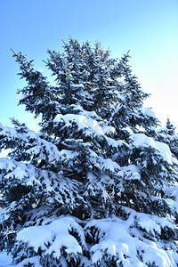 冬季白雪和寒风中的圣诞树季节冷冻快乐的图片