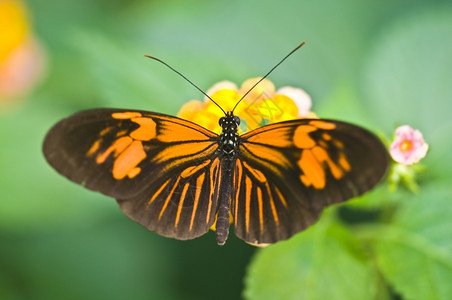 亚洲一只蝴蝶的紧闭在花朵上夏天季节图片