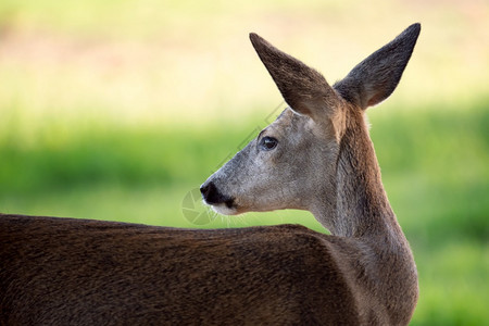 脖子动物群獐鹿Capreoluscapreolus自然界中的野生狍獐鹿Capreolus自然界中的野生狍肖像图片