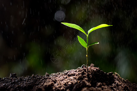 漂移农业黄色的树苗在土壤中生长随着雨水的流下图片
