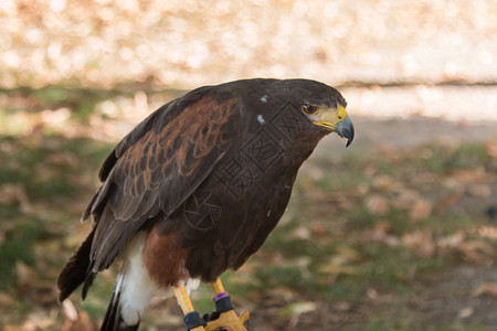 翅膀棕色猎鹰是世界上最快的动物棕色猎鹰是世界上最快的动物猎鹰者羽毛图片
