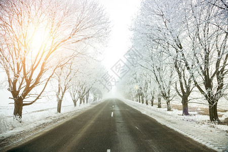 霜早晨旅行冬季风景道路和冷冻树木小巷图片