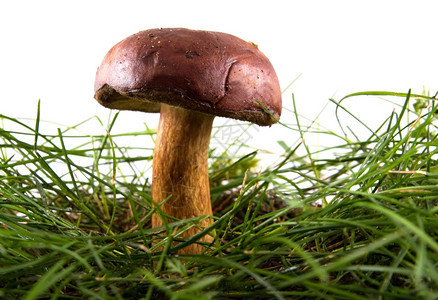 厨师在孤立的草地上蘑菇可口健康图片