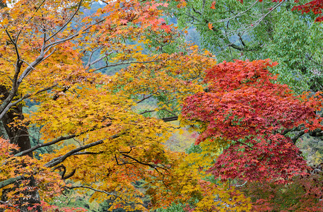 场景季节落下日本枫树秋天的颜色叶子黄和红图片