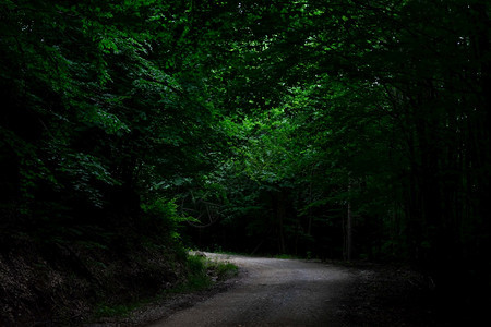一种美丽的木头黑暗森林中的空路径图片