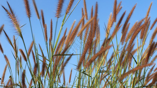 户外季节夏天草和空图片