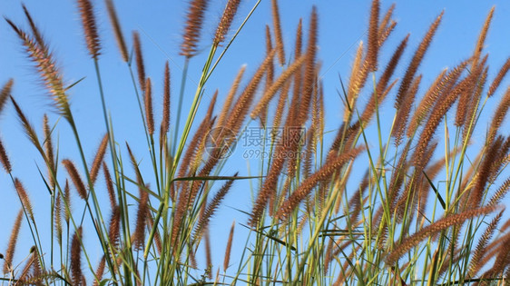 户外季节夏天草和空图片